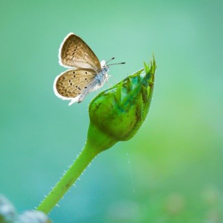 beautiful-butterfly-nature-background